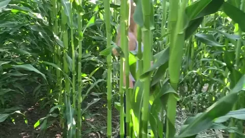 Corn Maze Blowjob